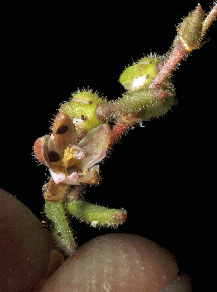 Flora of Eastern Washington Image: Spergularia salina