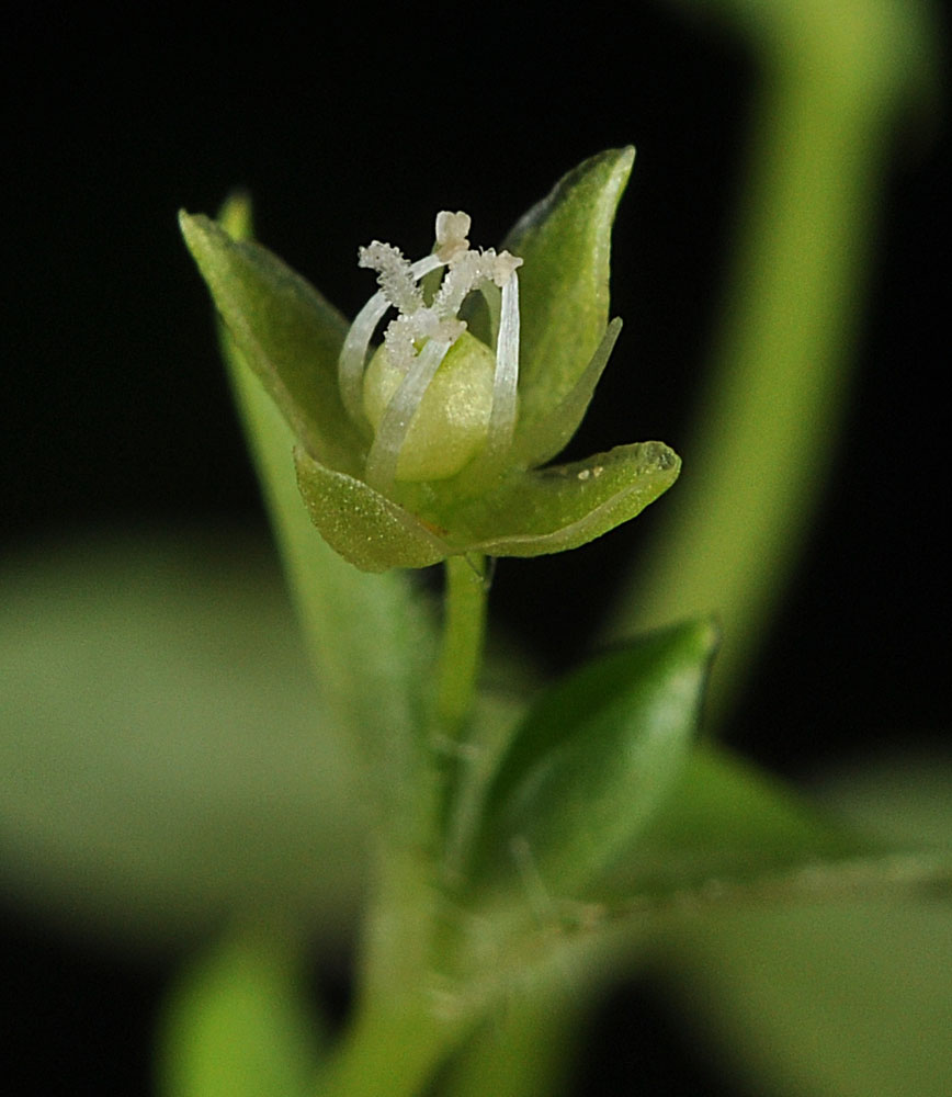 Flora of Eastern Washington Image: Stellaria crispa