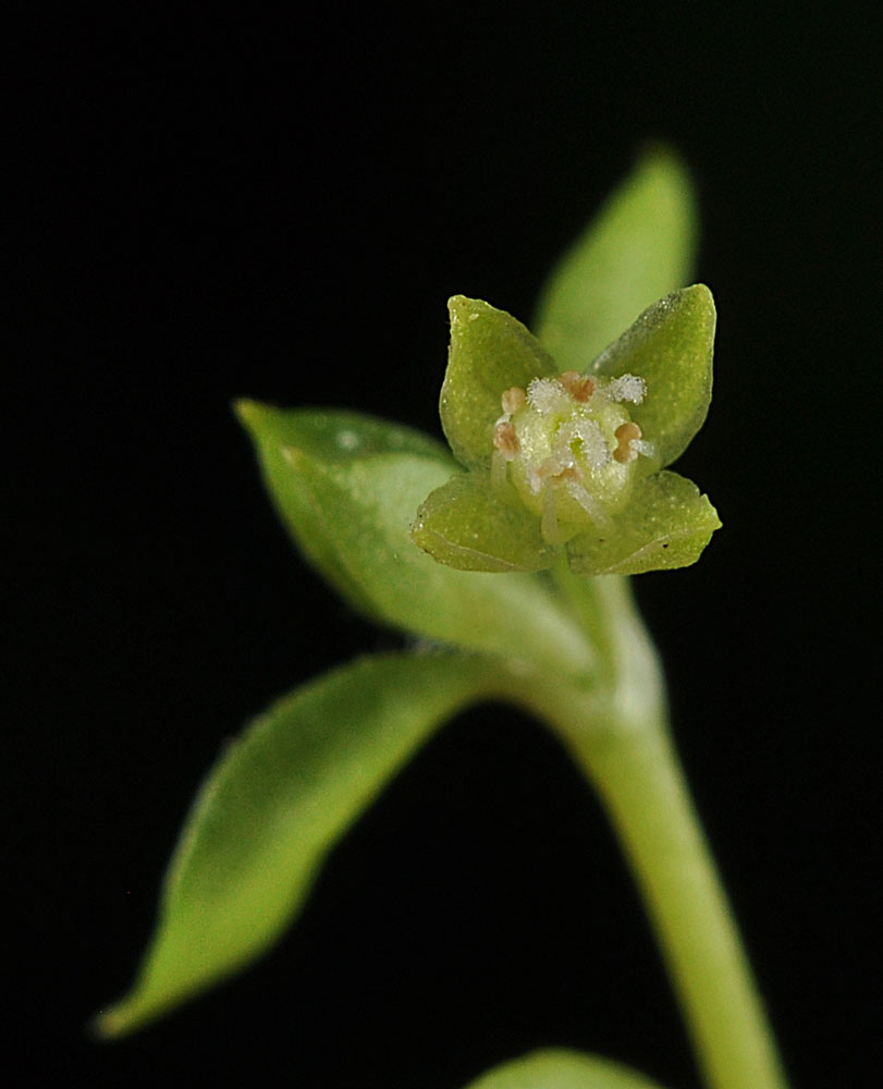 Flora of Eastern Washington Image: Stellaria crispa