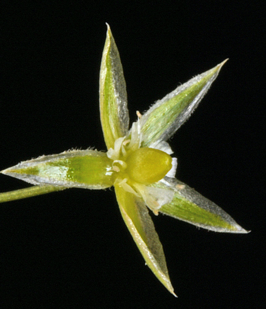 Flora of Eastern Washington Image: Stellaria graminea