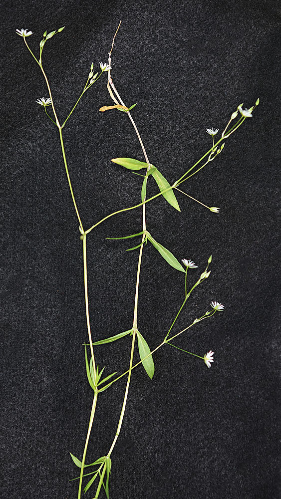 Flora of Eastern Washington Image: Stellaria graminea
