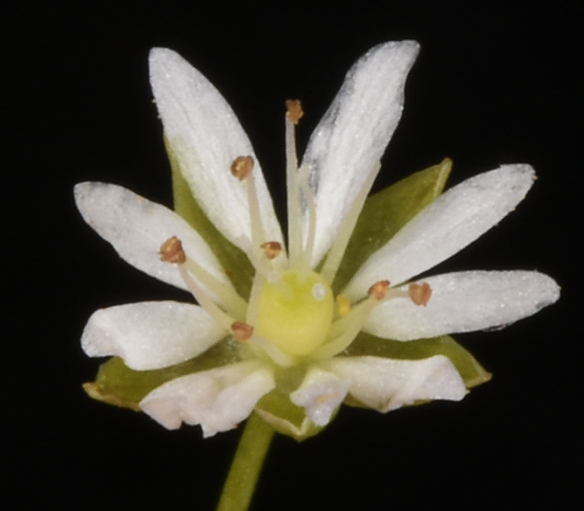 Flora of Eastern Washington Image: Stellaria longifolia