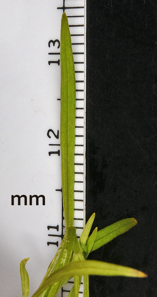 Flora of Eastern Washington Image: Stellaria longifolia
