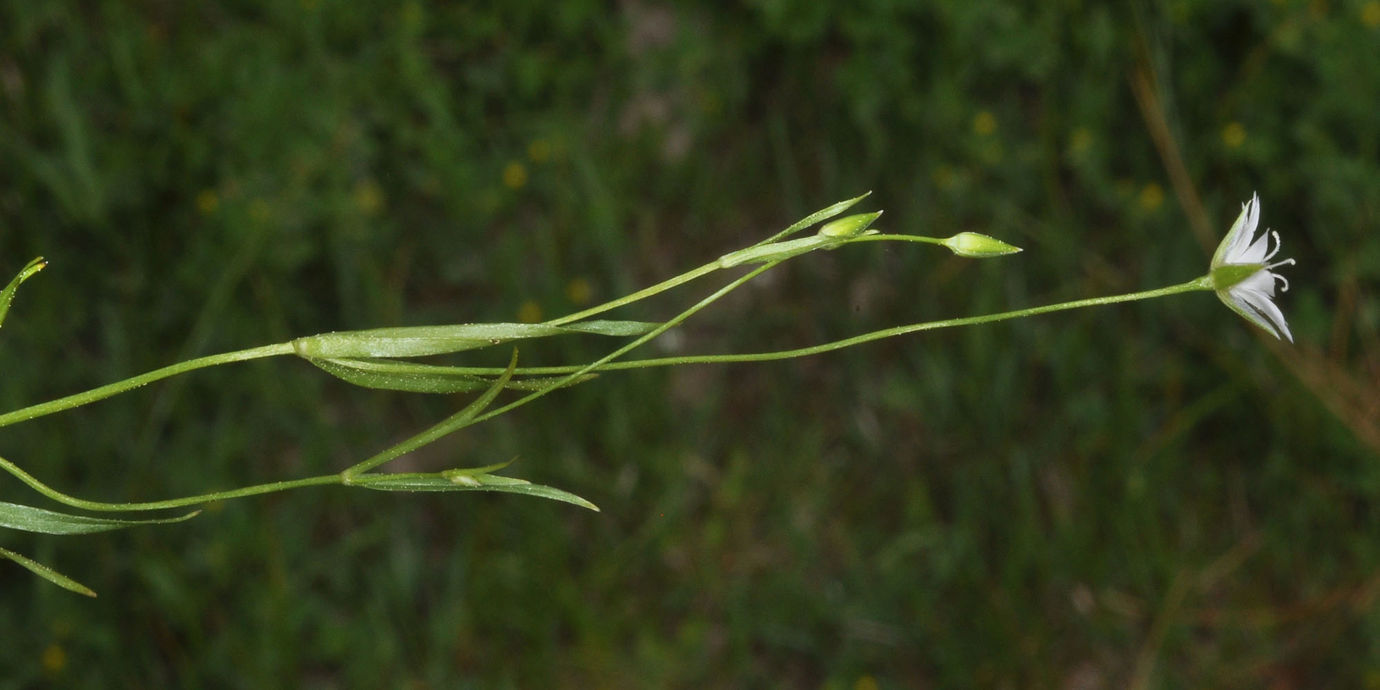 Flora of Eastern Washington Image: Stellaria longipes