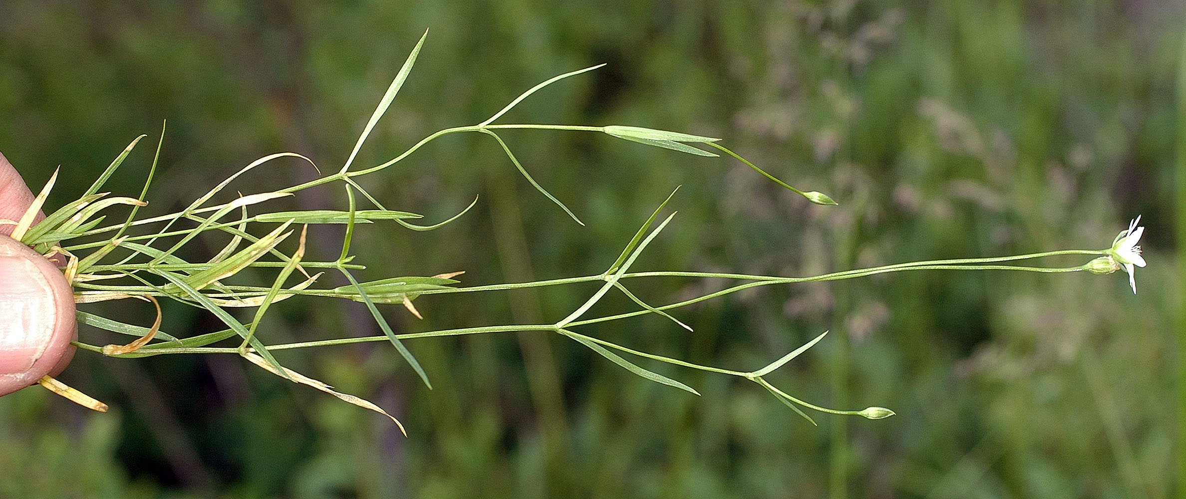 Flora of Eastern Washington Image: Stellaria longipes