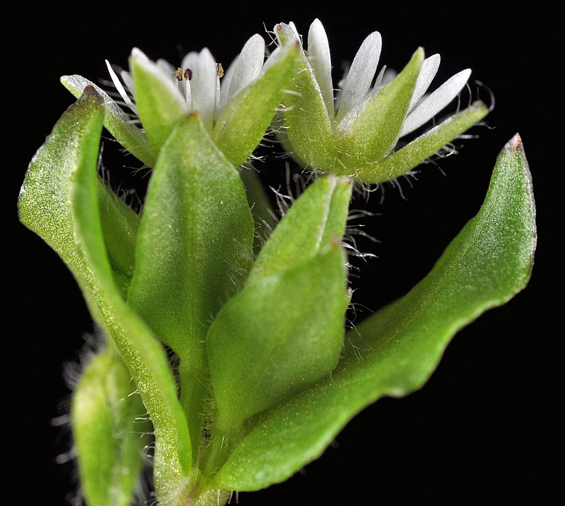 Flora of Eastern Washington Image: Stellaria media