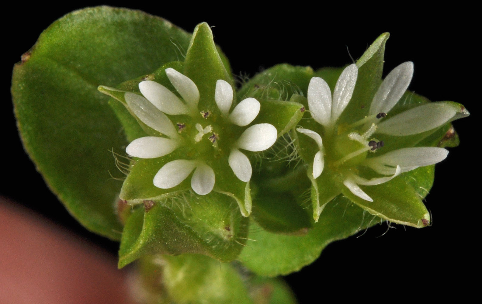 Flora of Eastern Washington Image: Stellaria media