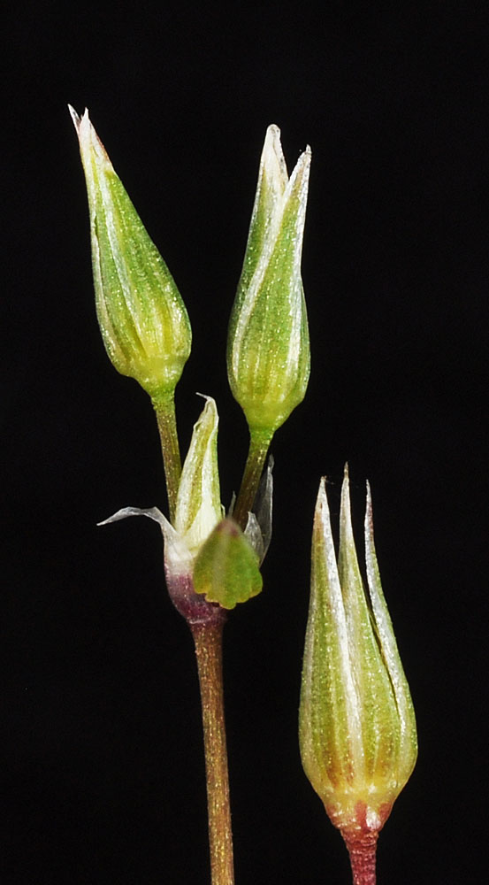 Flora of Eastern Washington Image: Stellaria nitens
