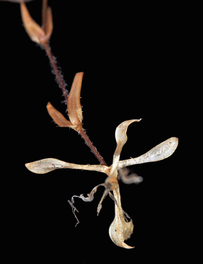 Flora of Eastern Washington Image: Stellaria nitens