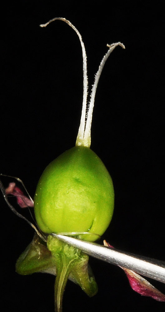 Flora of Eastern Washington Image: Vaccaria hispanica