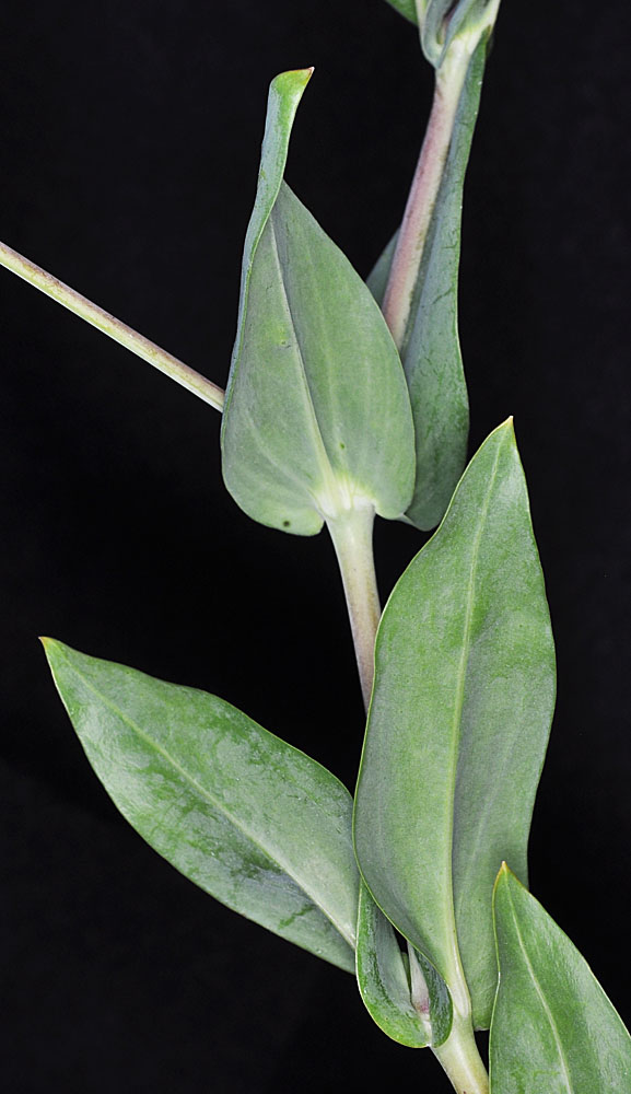 Flora of Eastern Washington Image: Vaccaria hispanica