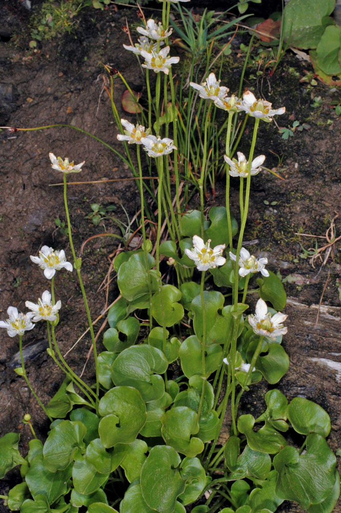 Flora of Eastern Washington Image: Parnassia fimbriata