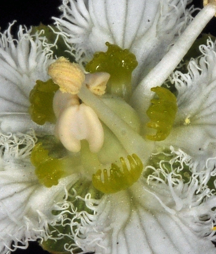 Flora of Eastern Washington Image: Parnassia fimbriata