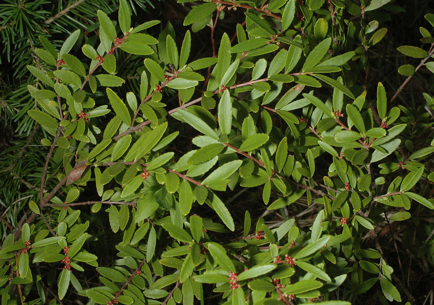 Flora of Eastern Washington Image: Paxistima myrsinites