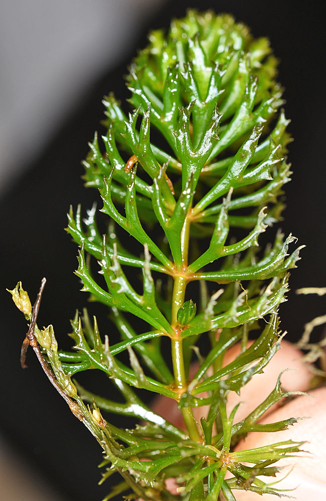 Flora of Eastern Washington Image: Ceratophyllum demersum