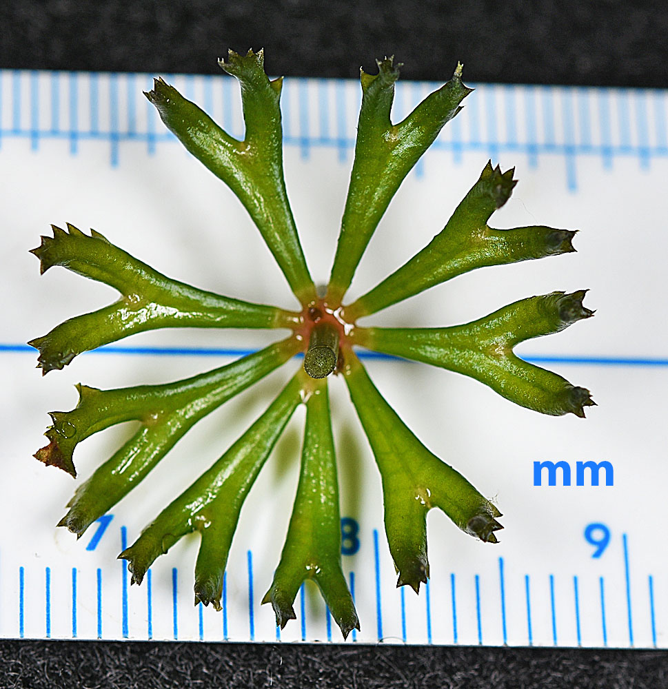 Flora of Eastern Washington Image: Ceratophyllum demersum