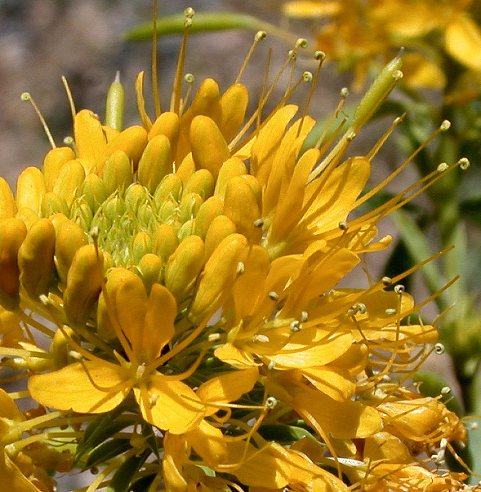 Flora of Eastern Washington Image: Peritoma lutea