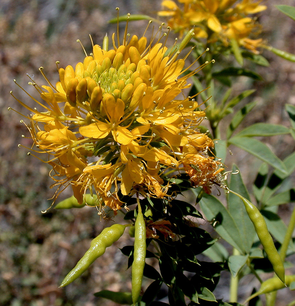 Flora of Eastern Washington Image: Peritoma lutea