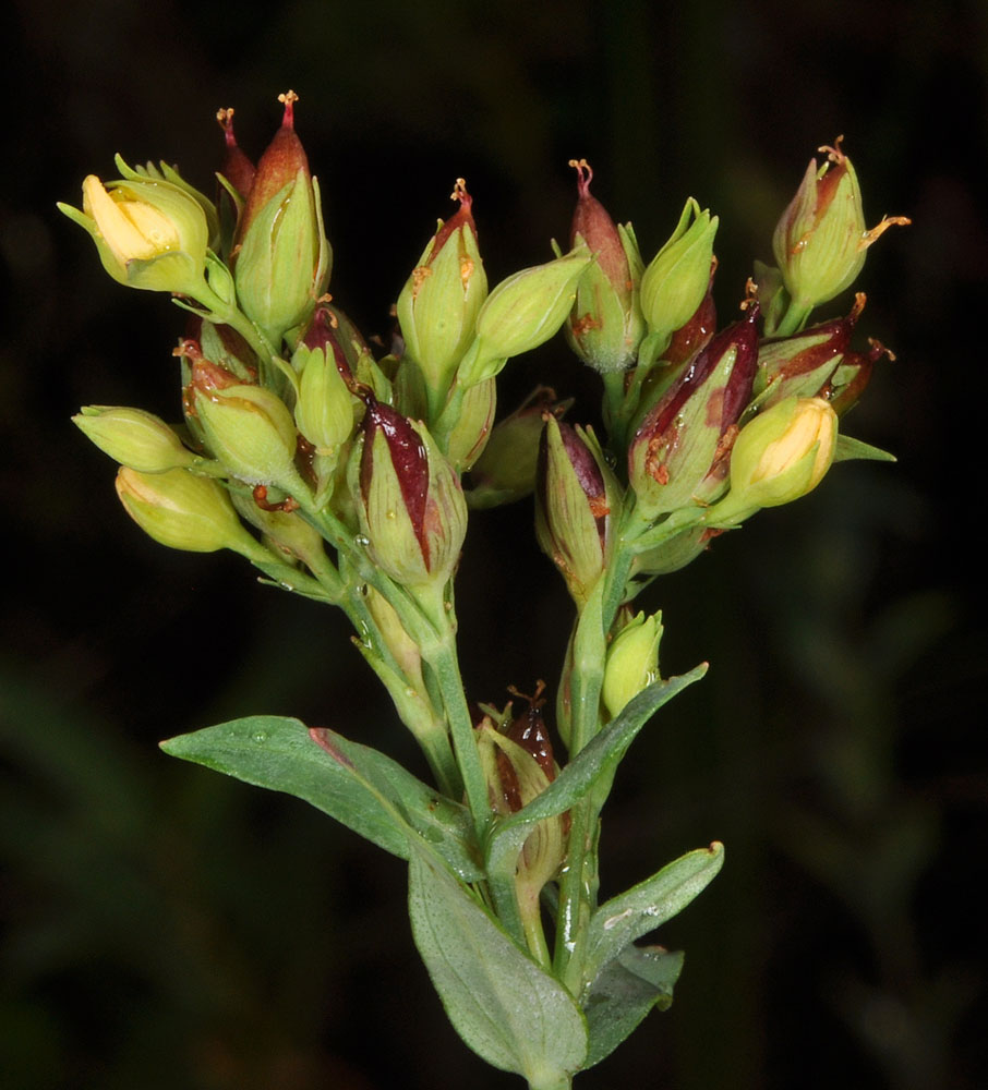 Flora of Eastern Washington Image: Hypericum majus
