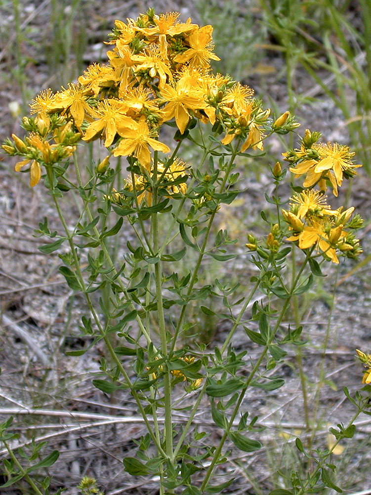 Flora of Eastern Washington Image: Hypericum perforatum
