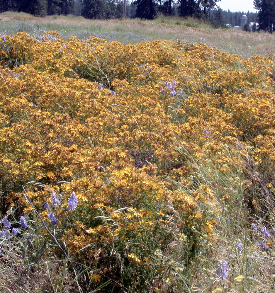 Flora of Eastern Washington Image: Hypericum perforatum