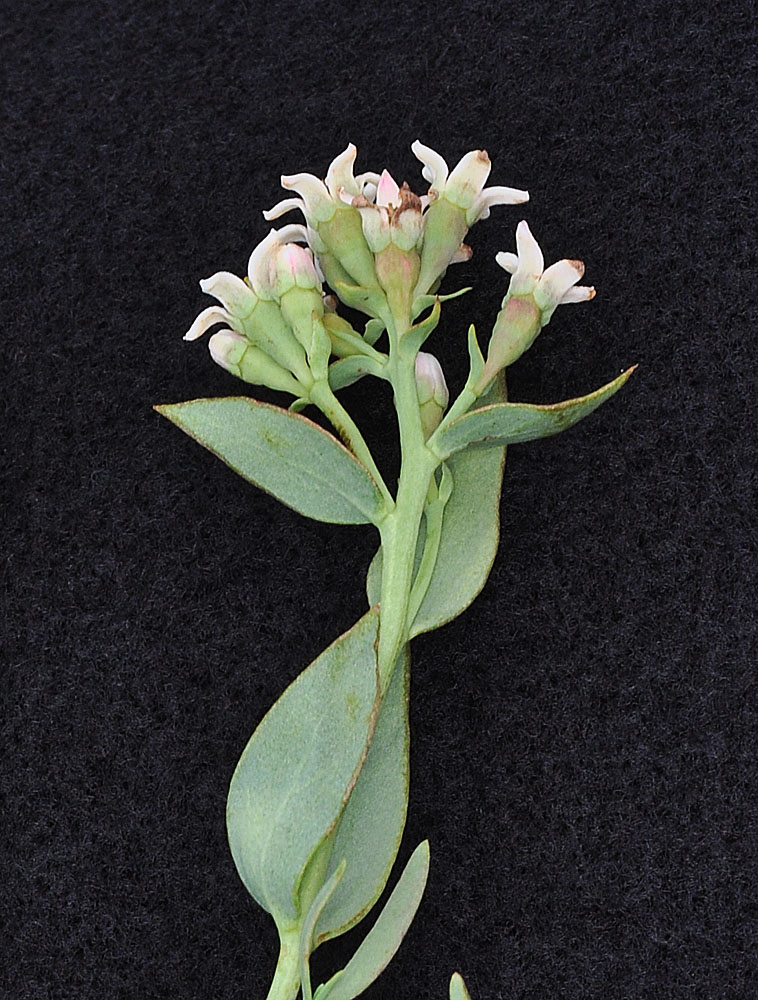 Flora of Eastern Washington Image: Comandra umbellata