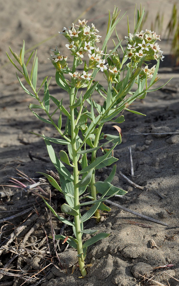 Flora of Eastern Washington Image: Comandra umbellata