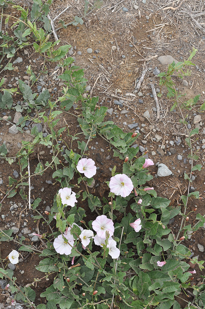 Flora of Eastern Washington Image: Convolvulus arvensis