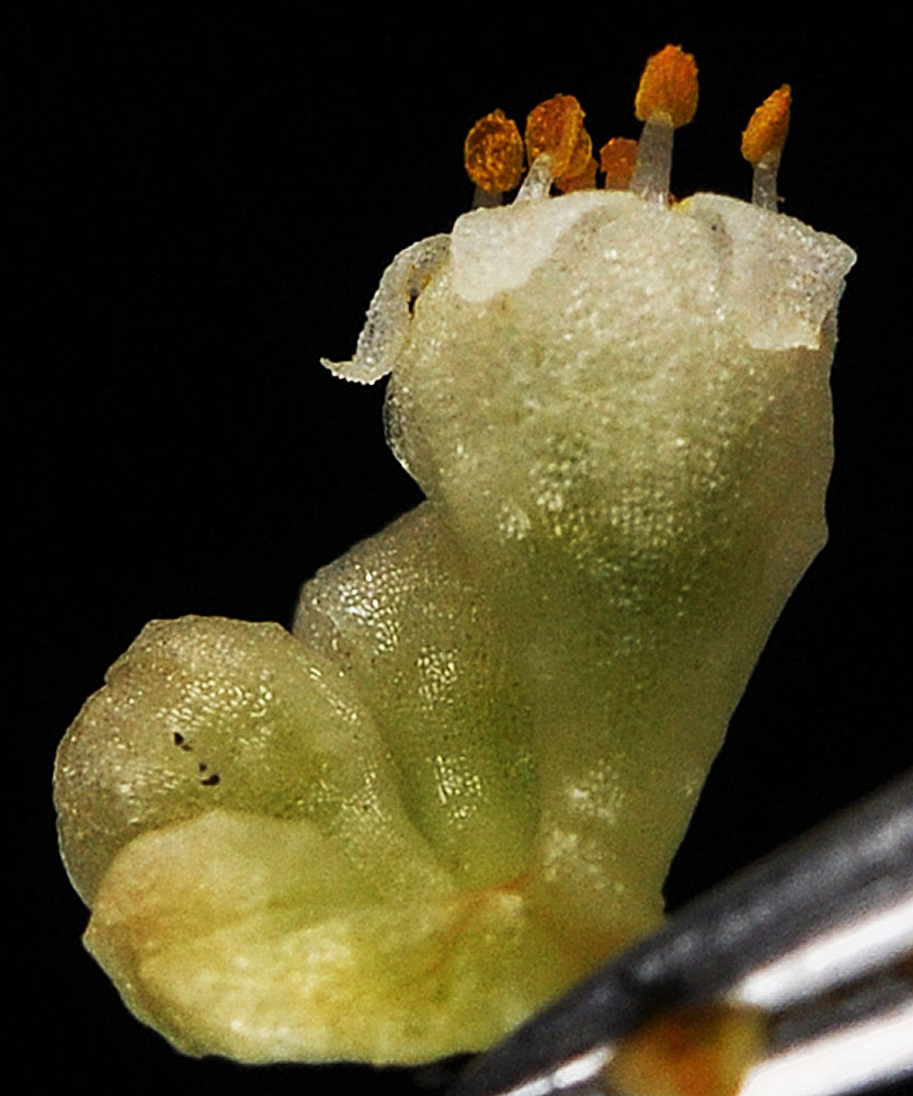 Flora of Eastern Washington Image: Cuscuta pentagona