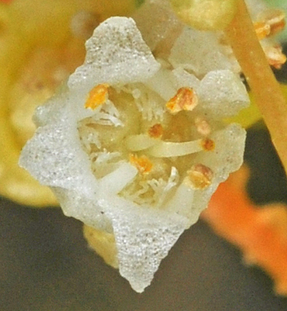 Flora of Eastern Washington Image: Cuscuta pentagona