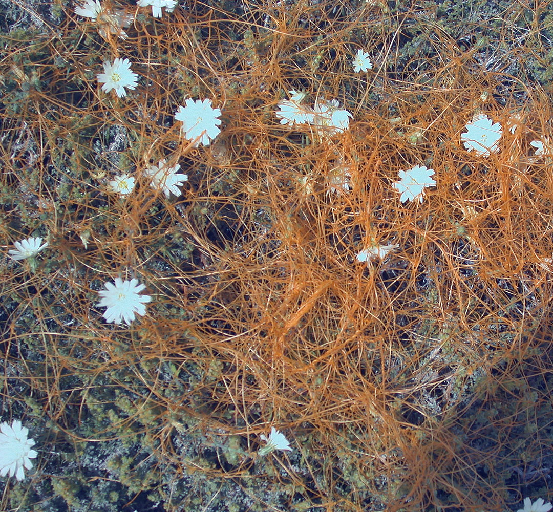 Flora of Eastern Washington Image: Cuscuta sp.