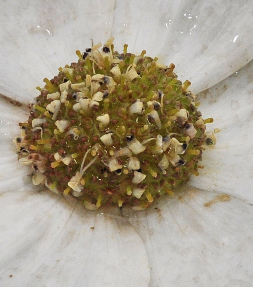 Flora of Eastern Washington Image: Cornus nuttallii