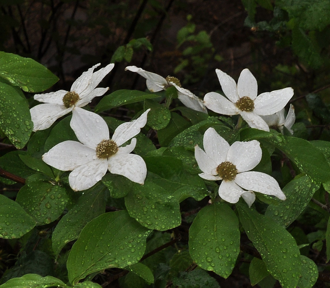 Flora of Eastern Washington Image: Cornus nuttallii