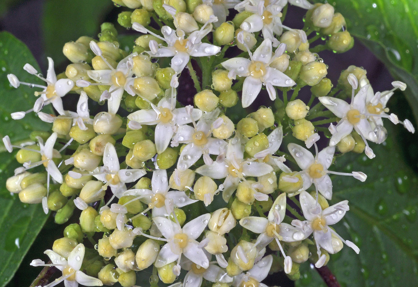 Flora of Eastern Washington Image: Cornus stolonifera