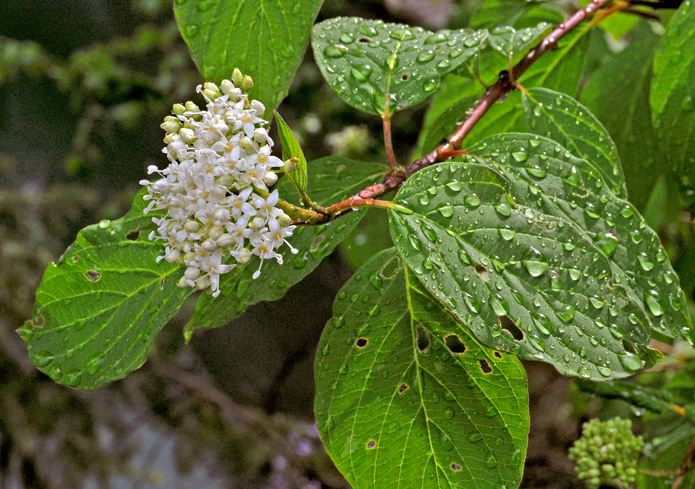 Flora of Eastern Washington Image: Cornus stolonifera