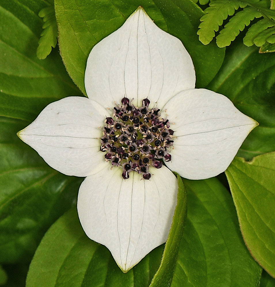 Flora of Eastern Washington Image: Cornus unalaschkensis