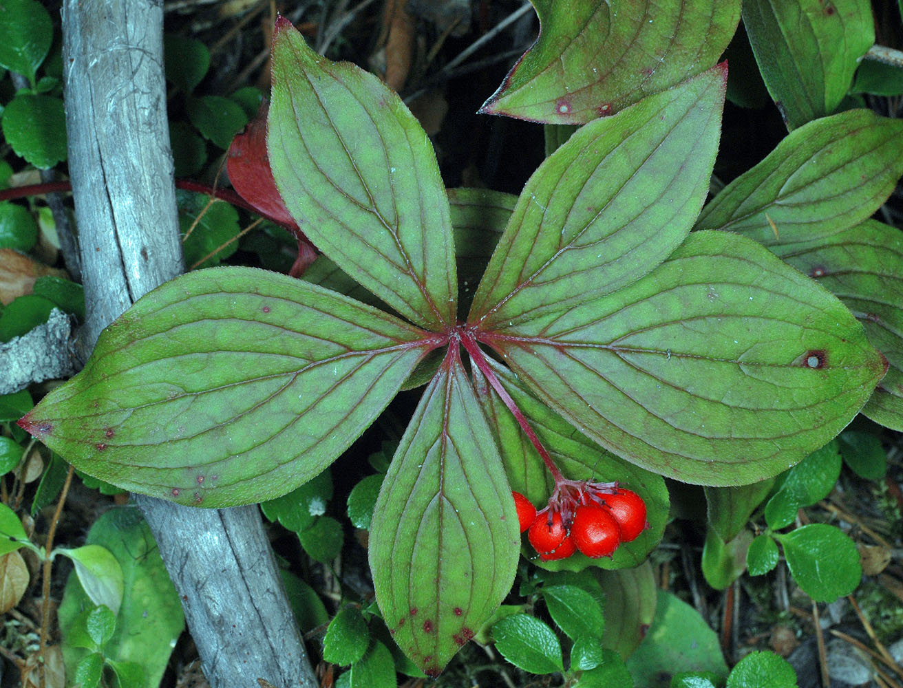 Flora of Eastern Washington Image: Cornus canadensis