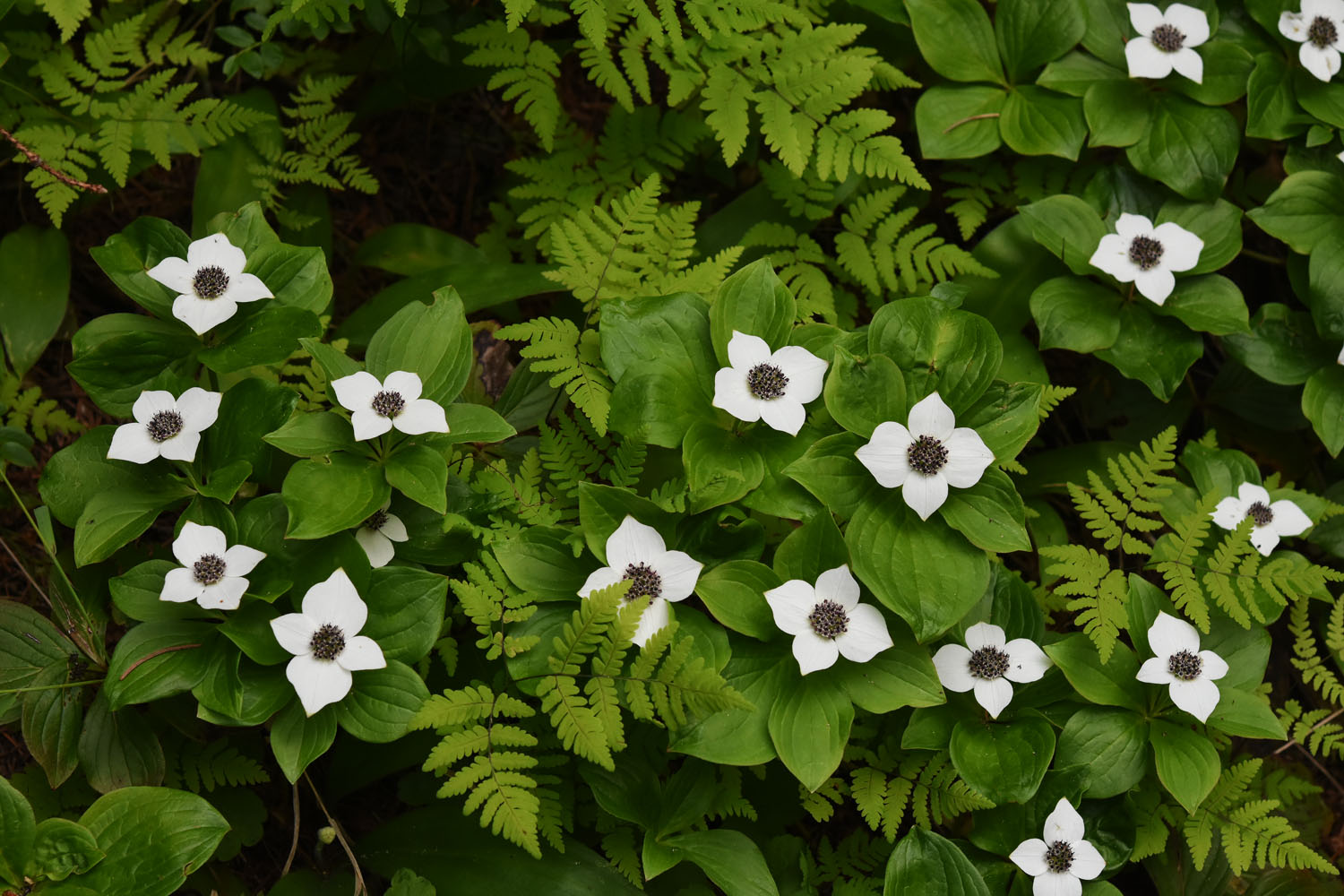 Flora of Eastern Washington Image: Cornus unalaschkensis