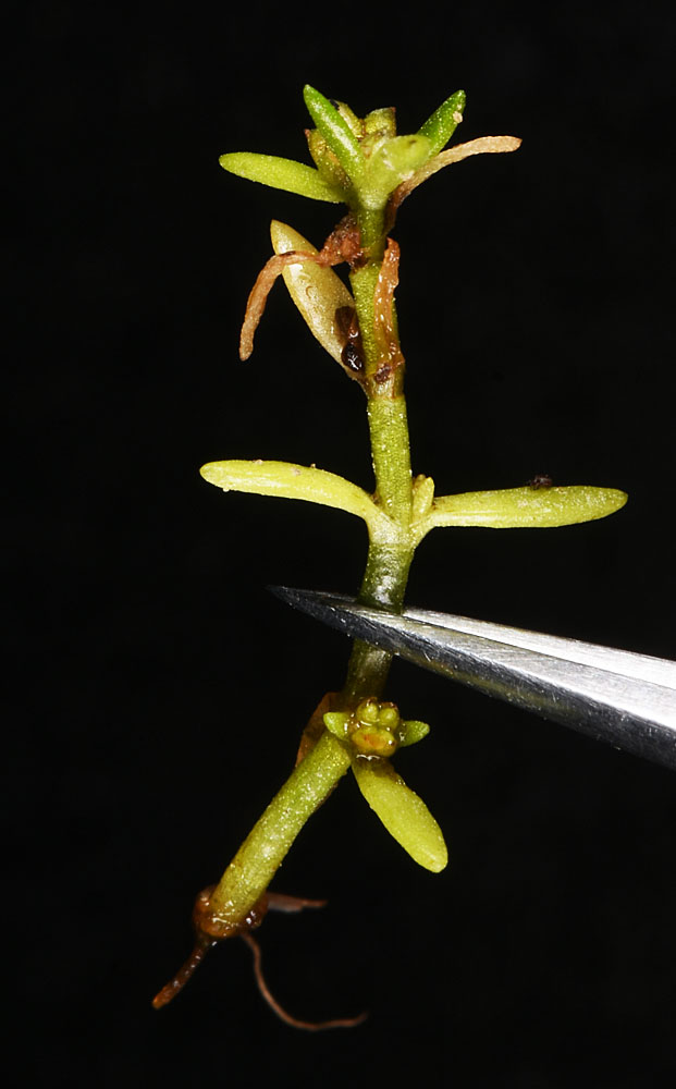 Flora of Eastern Washington Image: Crassula aquatica