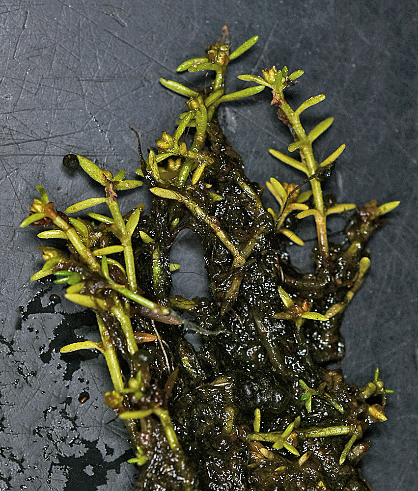 Flora of Eastern Washington Image: Crassula aquatica