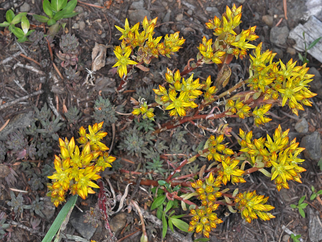 Flora of Eastern Washington Image: Sedum lanceolatum