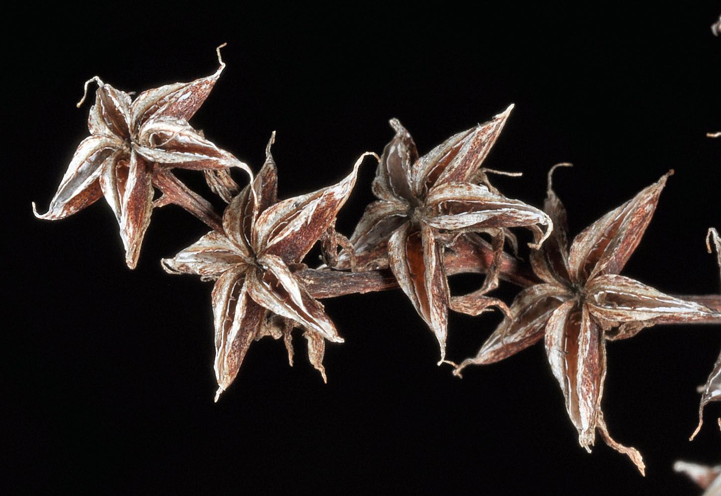 Flora of Eastern Washington Image: Sedum lanceolatum