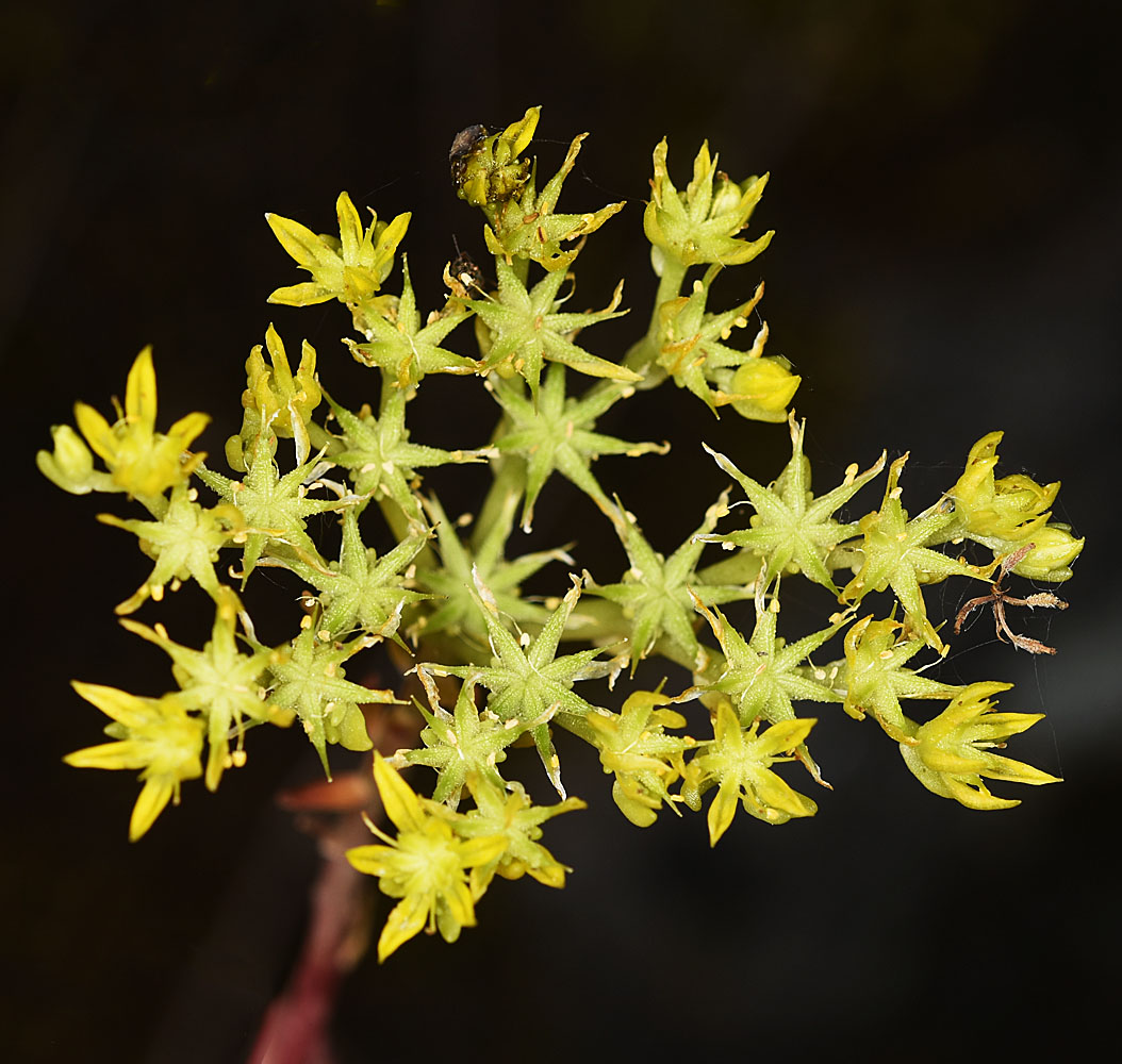Flora of Eastern Washington Image: Sedum leibergii