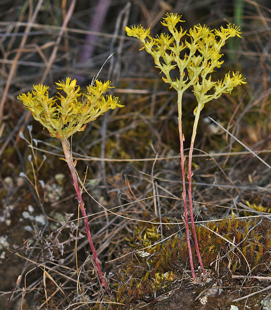Flora of Eastern Washington Image: Sedum leibergii