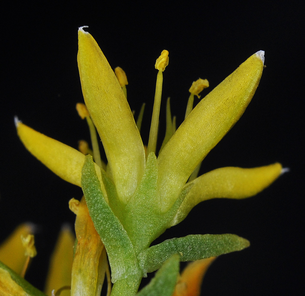 Flora of Eastern Washington Image: Sedum stenopetalum