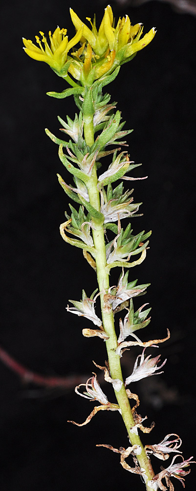 Flora of Eastern Washington Image: Sedum stenopetalum