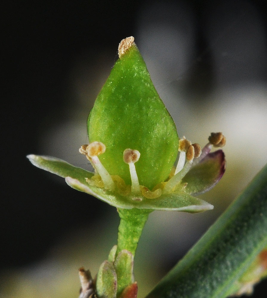 Flora of Eastern Washington Image: Glossopetalon spinescens