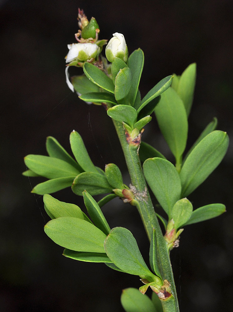 Flora of Eastern Washington Image: Glossopetalon spinescens