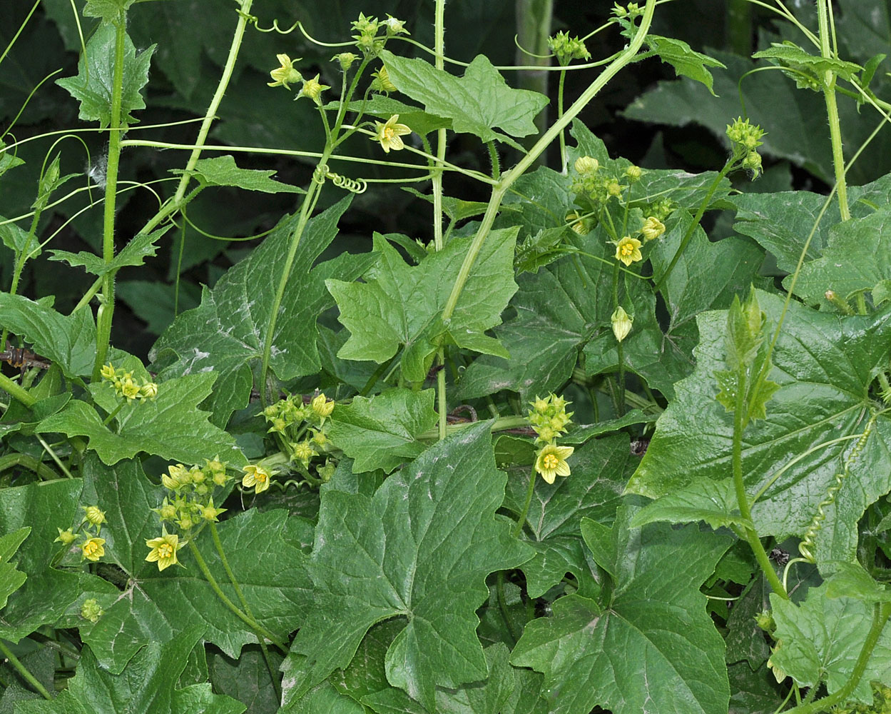 Flora of Eastern Washington Image: Bryonia alba