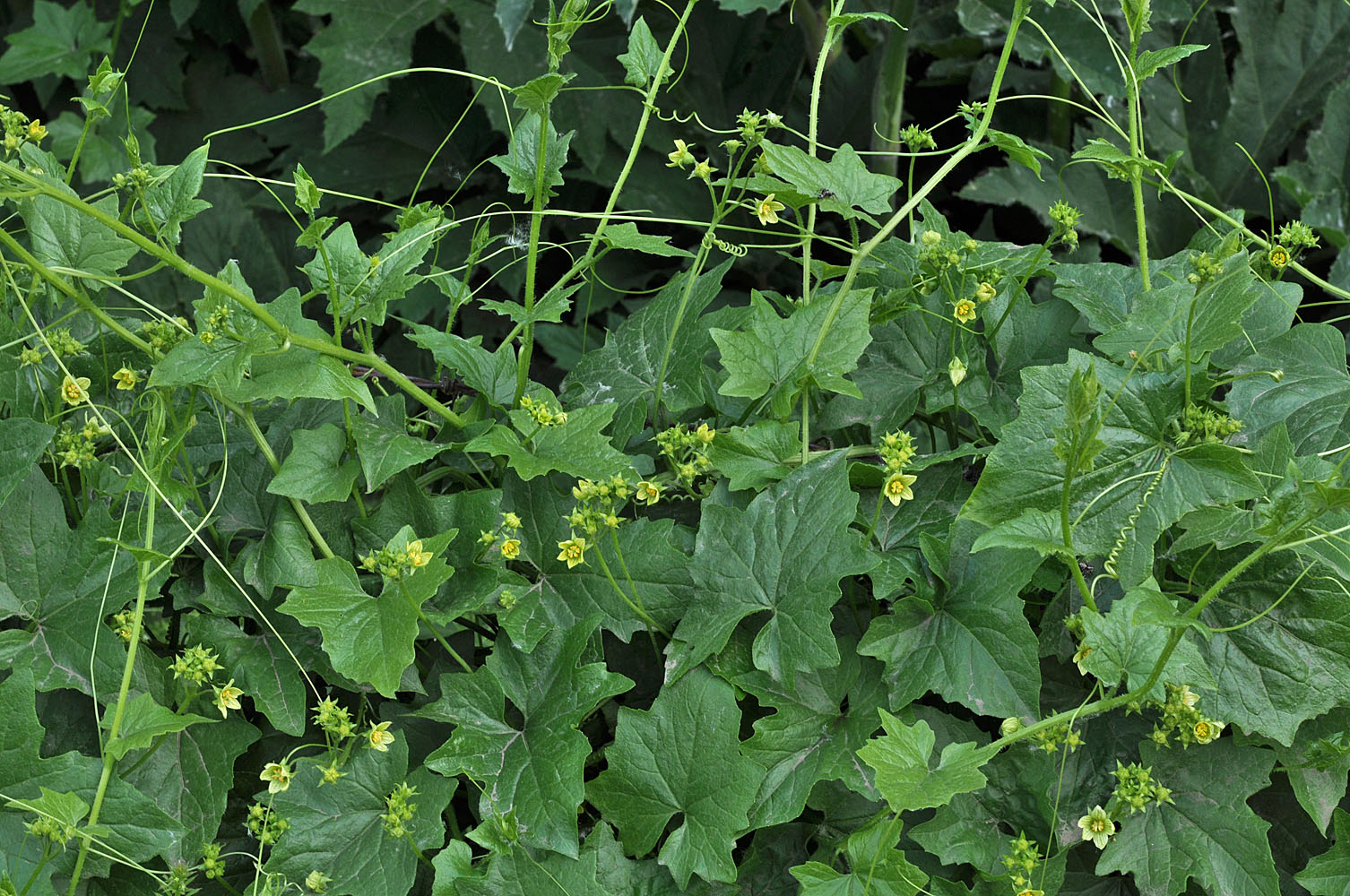 Flora of Eastern Washington Image: Bryonia alba